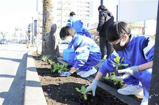産業道路沿いの花壇に花の苗を植え付ける江南中の生徒ら＝熊本市中央区