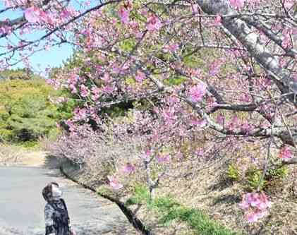 見頃を迎えたやすらぎ荘の河津桜＝天草市