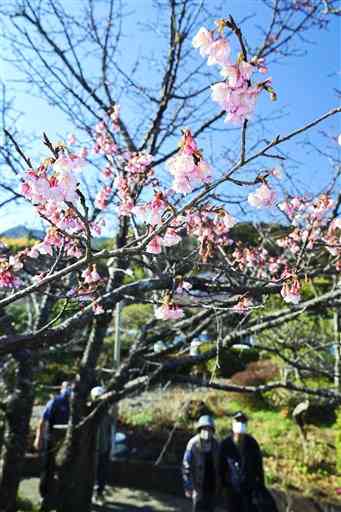 かれんな花を咲かせている「あじさいの湯」のヒカンザクラ＝宇土市