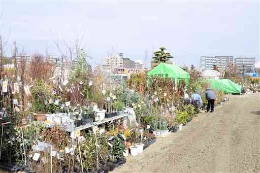 ２月１日に開幕する「くまもと春の植木市」の会場で準備を進める業者ら＝熊本市中央区