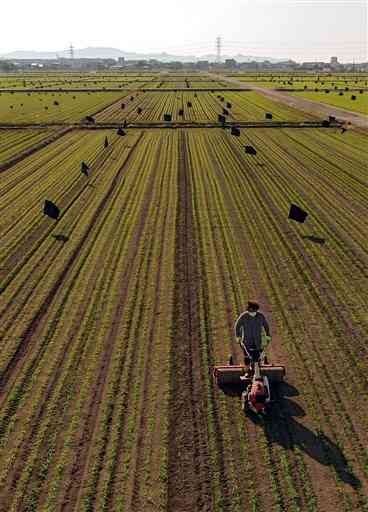 ローラーで麦踏みされる農地。麦の列がしま模様を作っていた＝３１日午後、嘉島町（石本智、小型無人機で撮影）