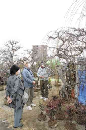 １日開幕した「くまもと春の植木市」で、しだれ梅を見上げる買い物客＝熊本市中央区