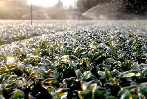 厳しい冷え込みの中、スプリンクラーからの散水で凍り付いた茶畑＝２日午前８時１５分ごろ、菊池市旭志