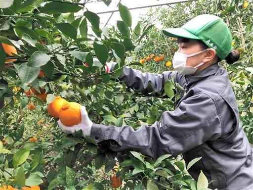 「あしぽん」を収穫する芦北高農業科の生徒＝芦北町