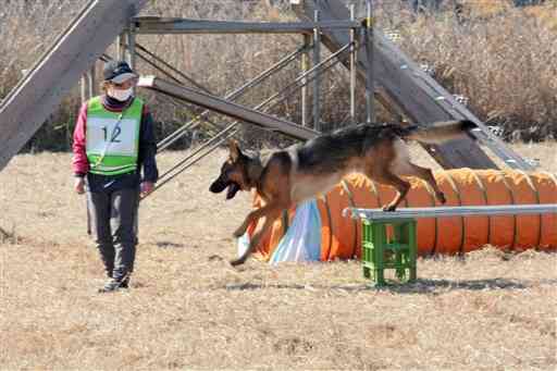 県警の嘱託警察犬の審査会で、指導士への「服従」審査に臨むシェパード＝相良村