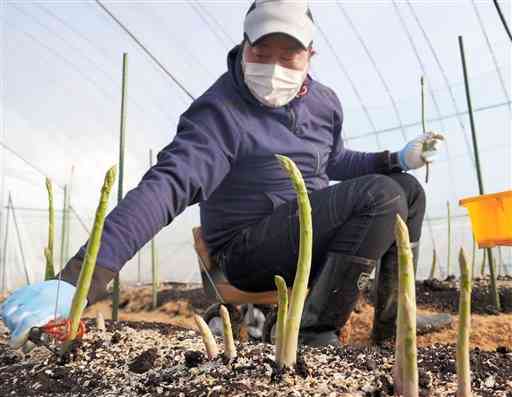 アスパラガスを収穫する木下彰さん＝菊池市