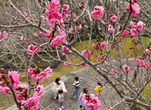 百梅園で咲き始めた紅梅＝９日午後、熊本市西区（高見伸）