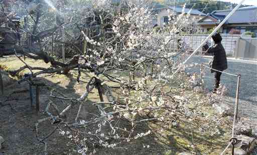 多くの白い花を咲かせる兜梅＝天草市