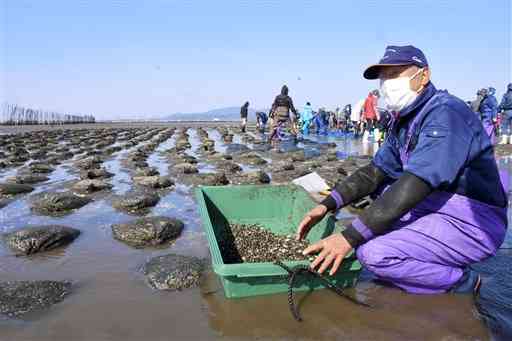 アサリの稚貝を袋に入れて育成している大浜漁協の木山義人組合長＝１７日、玉名市