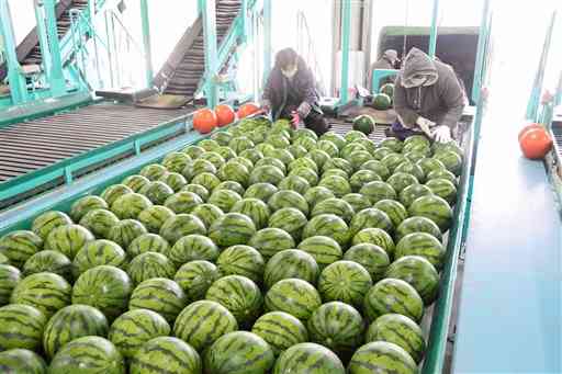 出荷が始まったＪＡ鹿本の大玉スイカ＝熊本市北区