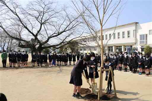 樹勢が回復した桜の巨木（左奥）の近くに、新たな桜を植樹する桜井小の児童ら＝熊本市北区