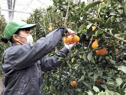 「あしぽん」の収穫に励む芦北高農業科の生徒＝芦北町