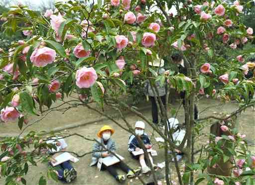 お別れ遠足でツバキの花をスケッチする天草小の児童ら＝天草市 