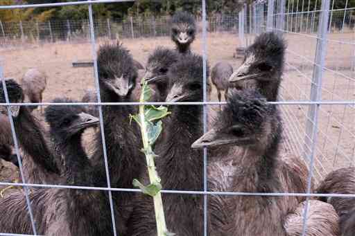 農事組合法人「鶴喰なの花村」が飼育する大型鳥エミュー＝八代市