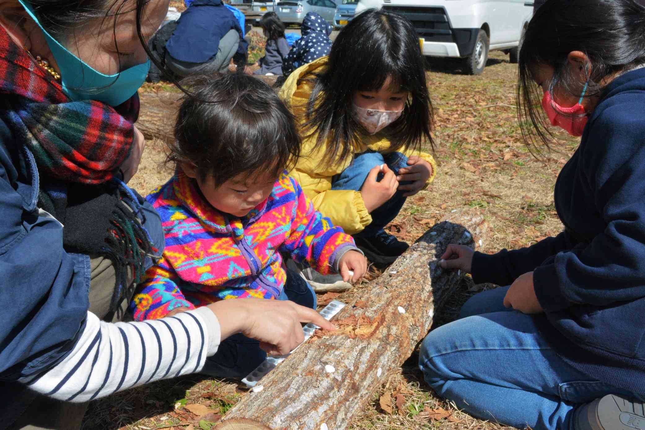 森林認証材の原木にシイタケのコマを押し込む子どもたち＝熊本市東区