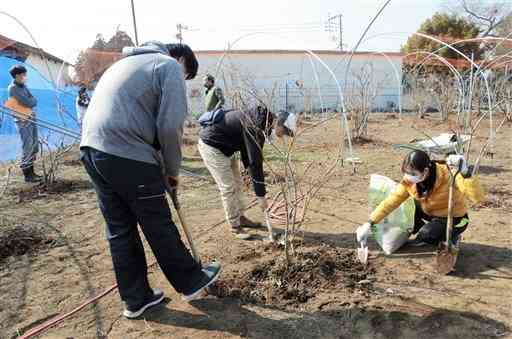 ブルーベリーの木に肥料を与えるボランティアや就労支援事業所の利用者ら＝合志市