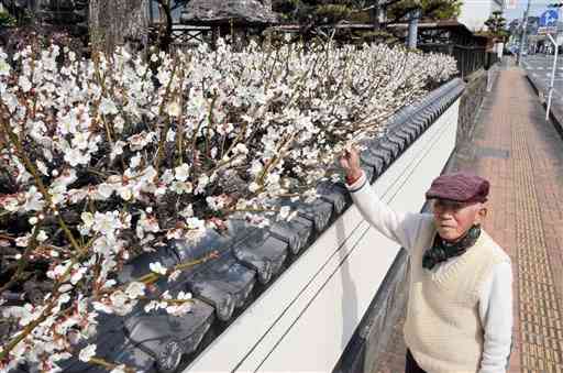 横に伸びた白梅に目を細める堤さん＝菊池市