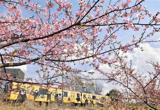 薄紅色の花を咲かせたカワヅザクラ＝１１日午後、熊本市中央区の坪井川遊水地