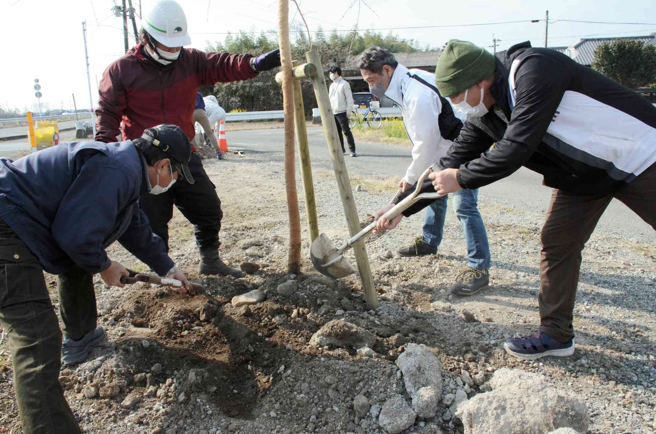県道沿いにサクラの苗木を植樹する参加者たち＝菊池市