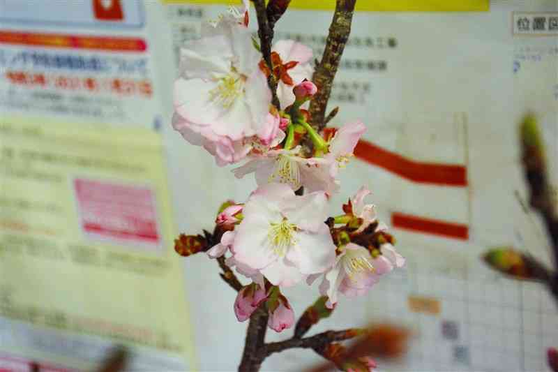 吉村宗雄さん方で咲いたサクラ。近付くとソメイヨシノよりピンク色が濃いことが分かる