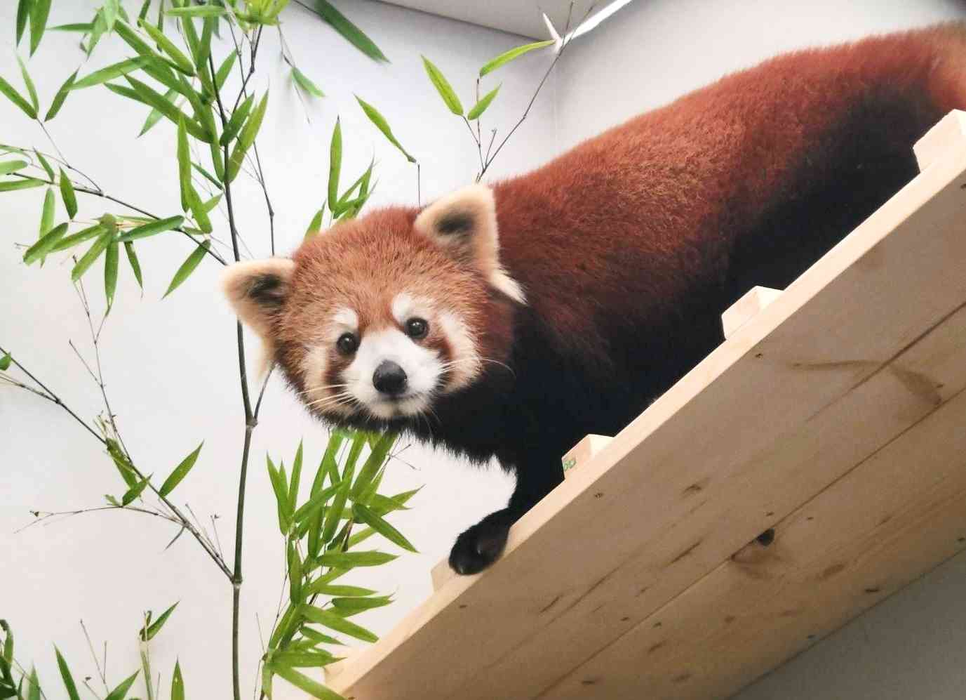 １１日に来園した雌の「シンファ」＝熊本市動植物園（同園提供）