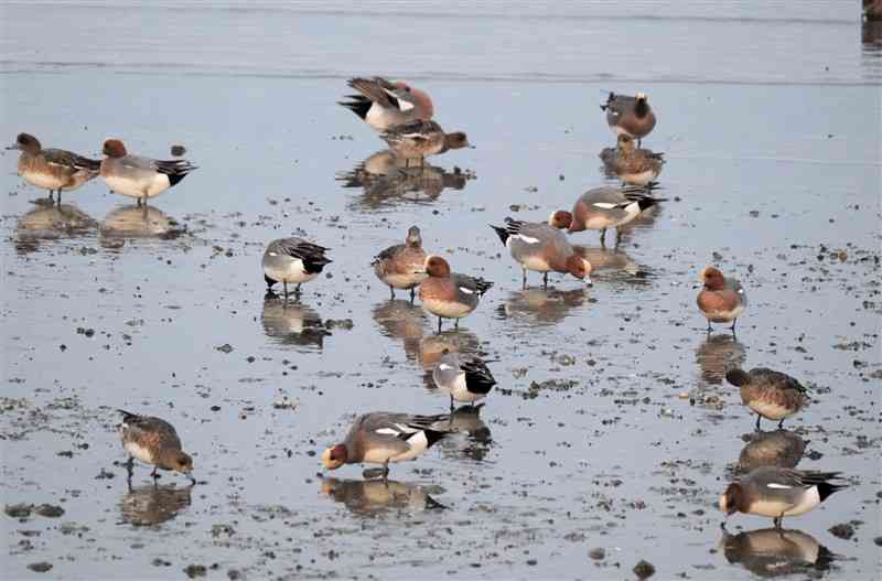 潮が引き始めた干潟で餌を食べるカモの群れ＝12日、荒尾市