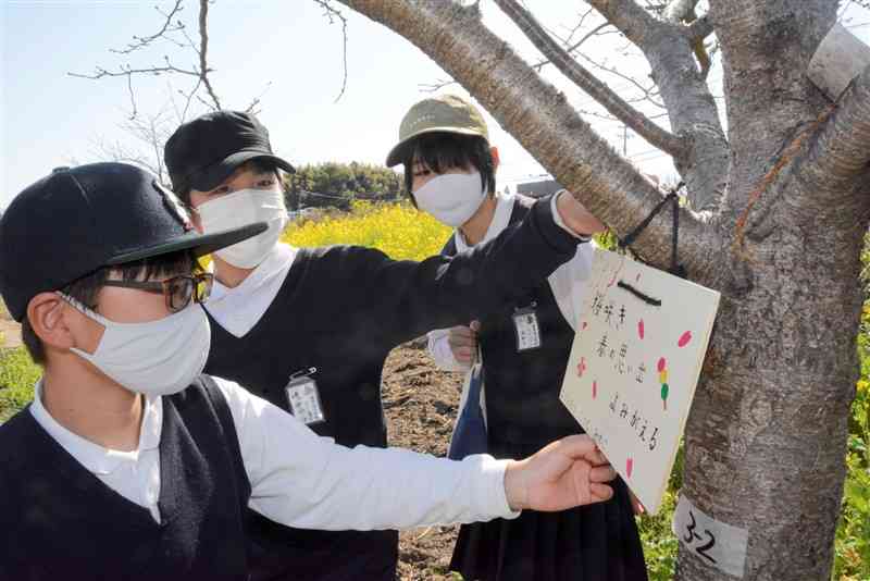 俳句を記した木の板を桜の木につるす高平台小の児童ら＝熊本市北区