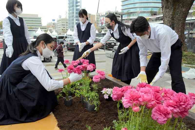 花畑公園の花壇に花を植える藤園中の生徒たち＝熊本市中央区