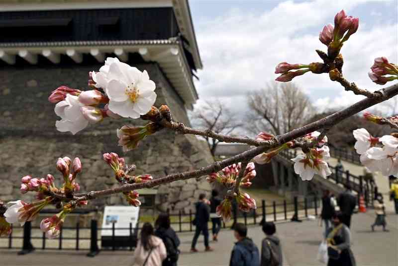 熊本城天守閣前で咲き始めたソメイヨシノ＝２０日午後、熊本市中央区（横井誠）