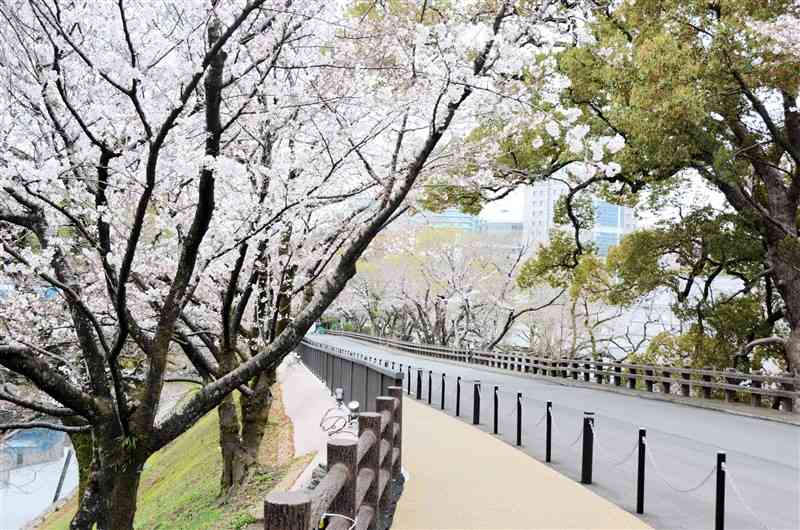 ２５日から桜並木がライトアップされ、夜間開放される熊本城「行幸坂」＝熊本市中央区
