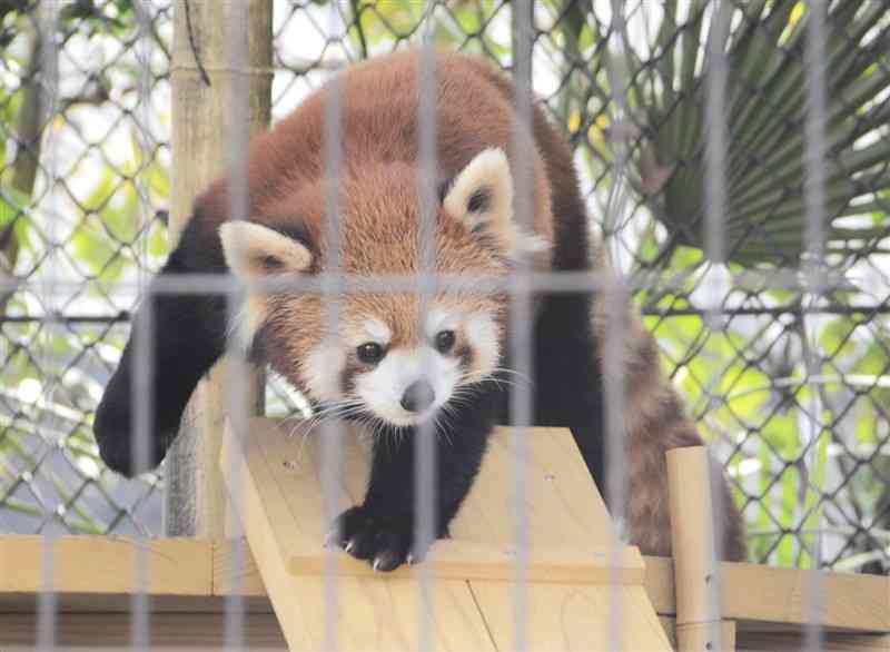 熊本市動植物園で公開されたレッサーパンダのシンファ＝熊本市東区