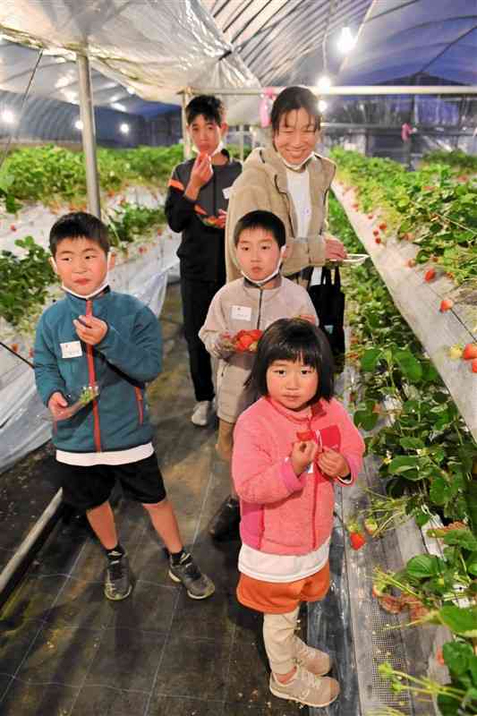 夜のイチゴ狩りを楽しむ移住者交流会の参加者＝山都町