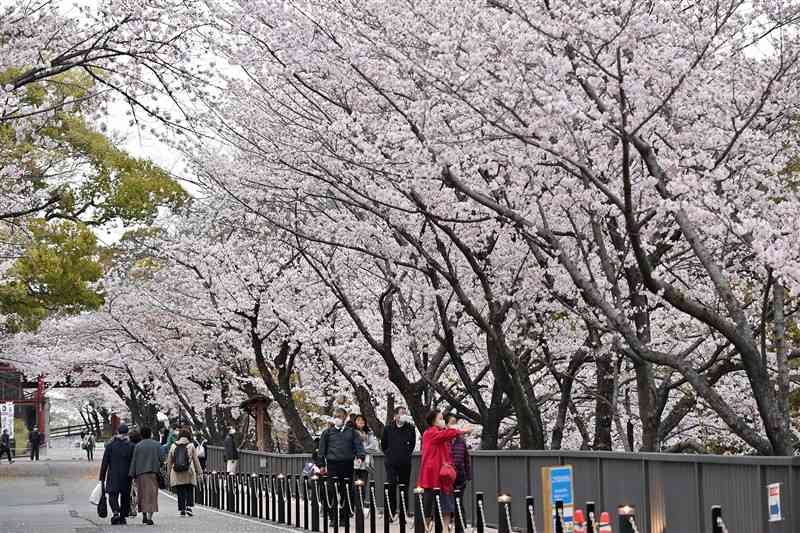 ソメイヨシノなどの桜が満開となった熊本城の行幸坂＝28日午後5時45分ごろ、熊本市中央区（後藤仁孝）