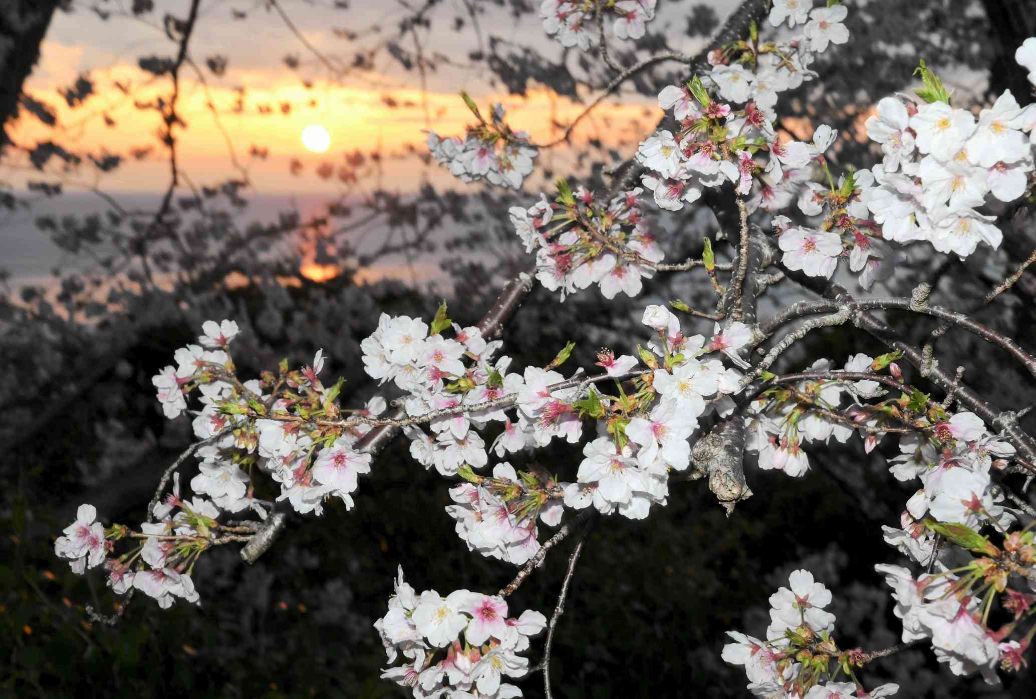 見頃を迎えた西平椿公園の桜。夕日と一緒に楽しめる＝天草市