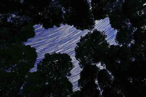 南郷檜とスギの混交林から見上げる星々の軌跡＝山都町（６秒露光の257枚を比較明合成）