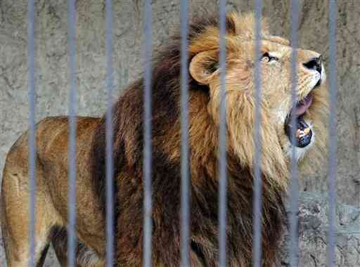 2015年12月、熊本市動植物園に来園したばかりの雄ライオン「サン」。この４カ月後に起きた熊本地震で「デマ」騒動に巻き込まれた（横井誠）