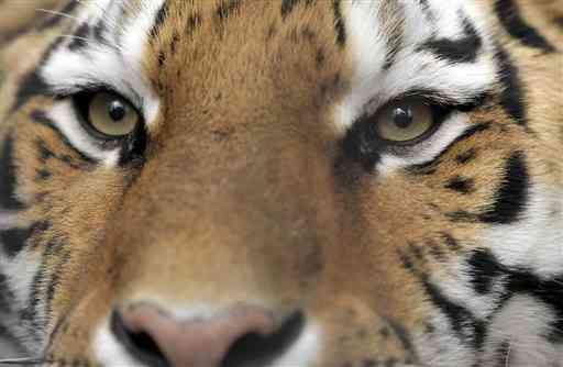 吸い込まれそうな美しい瞳のアムールトラの「チャチャ」＝2015年11月、熊本市動植物園（横井誠）