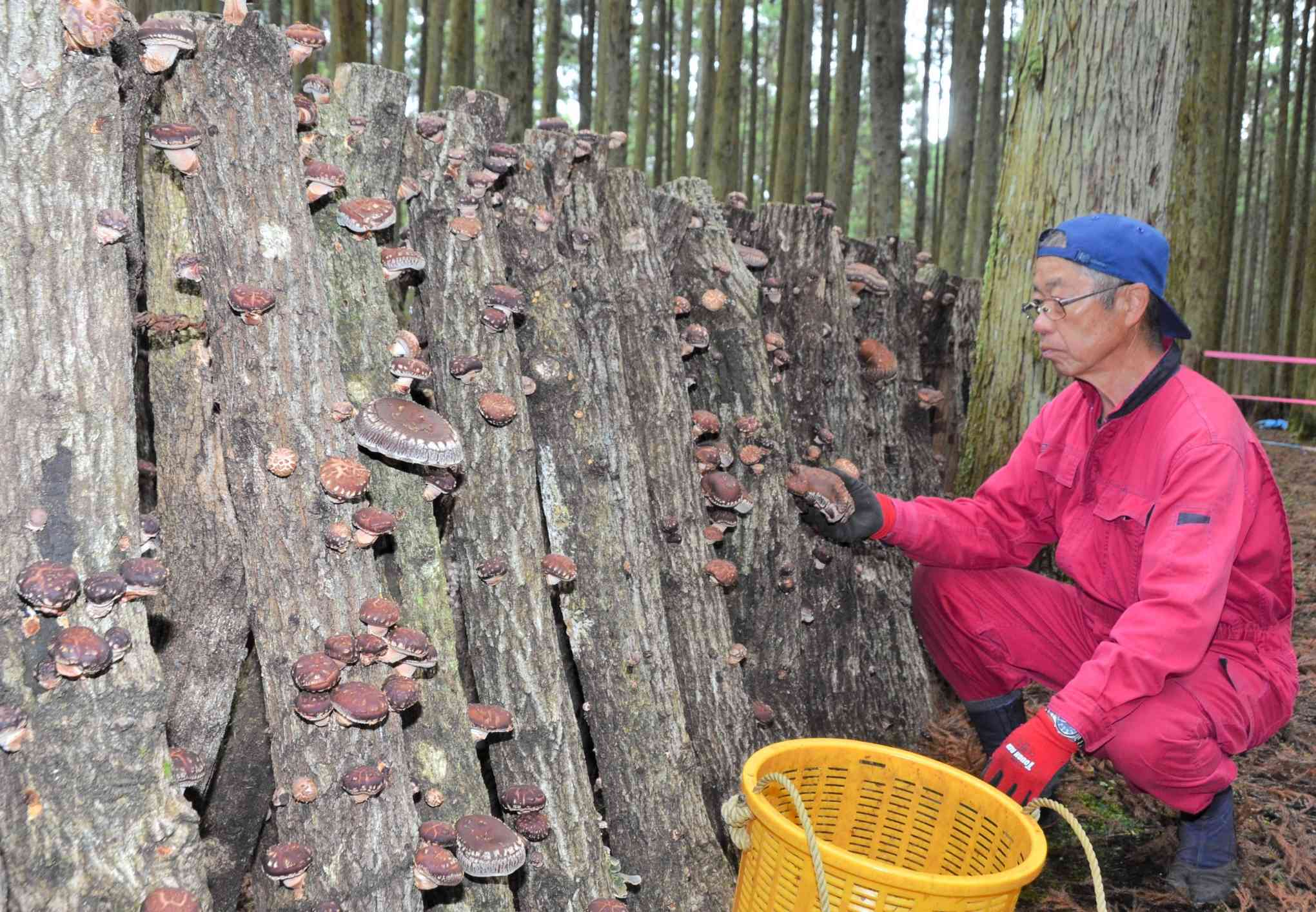 原木に生えたシイタケを収穫する松野英一さん＝小国町