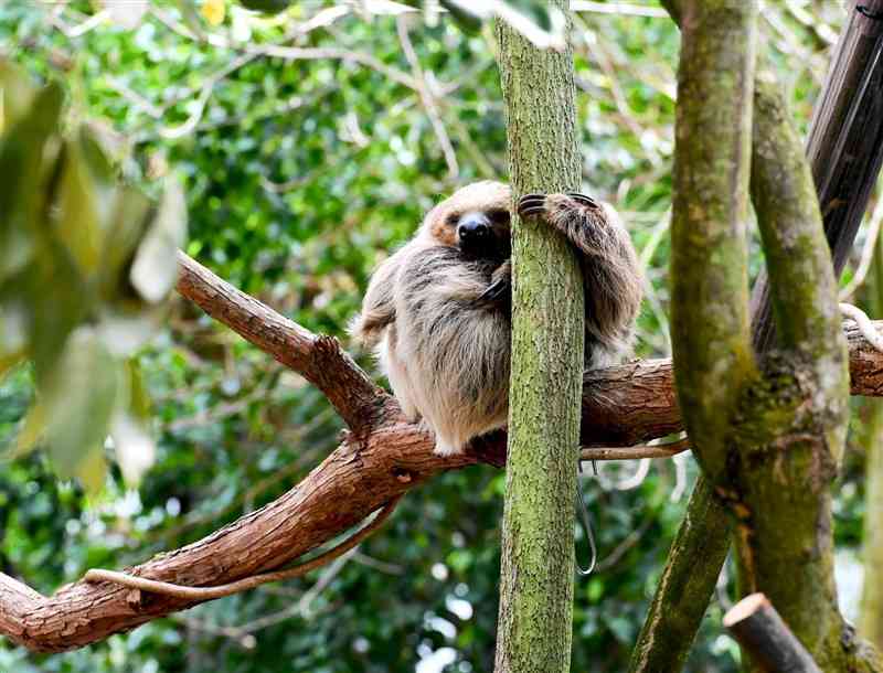 【動物混合展示】大温室では、混合展示を初めて実施。おりのない室内で、フタユビナマケモノなどを間近で見ることができる＝熊本市東区（石本智）