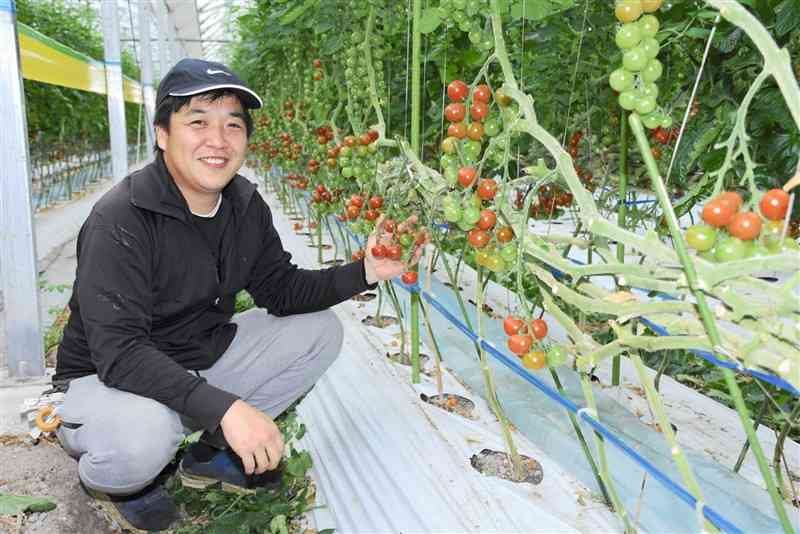 JA職員を経て、ミニトマト農家として独立した坂西健至さん＝玉名市