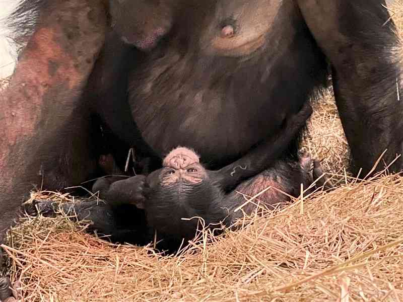 チンパンジーのマルクとみるくの間に生まれた赤ちゃん（熊本市動植物園提供）