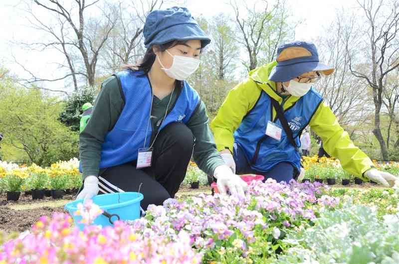 花壇の美しさを保つため、花がら摘みをするボランティア＝熊本市東区