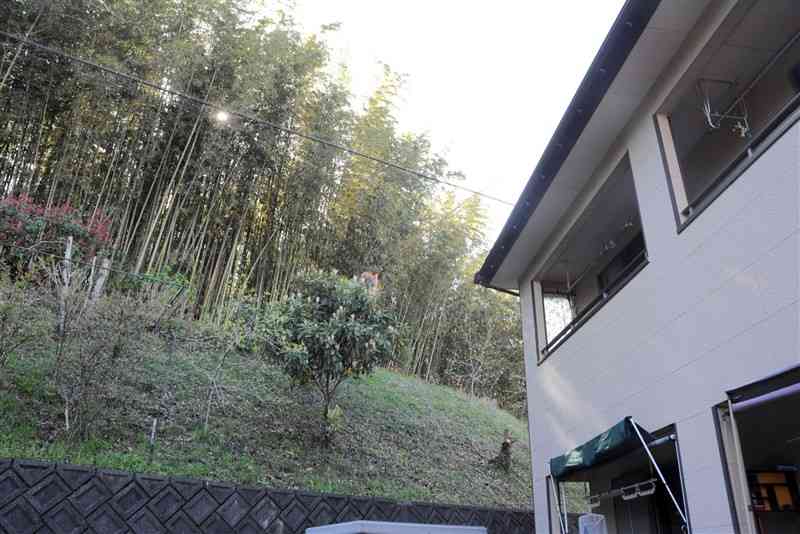 放置された空き地から伸びた竹林。午後は日が遮られてしまう＝熊本市南区