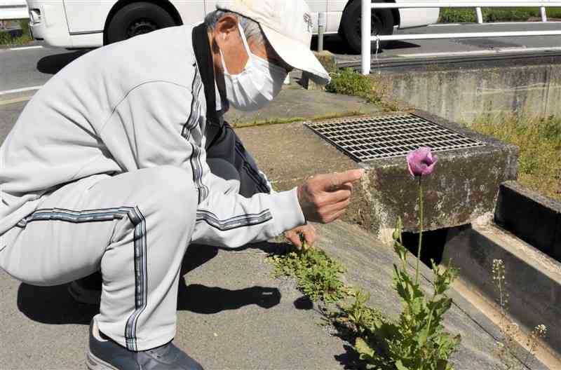 散歩コースで見つけた違法なケシの花を指さす津川美清さん。県薬務衛生課が除去した＝熊本市東区