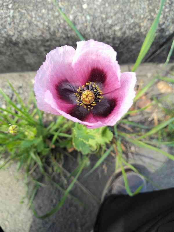 違法ケシ 除去しても また 自生の花 根絶難しく 熊本日日新聞社