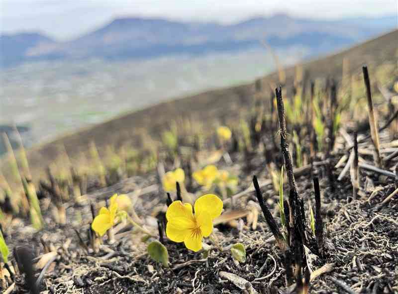 野焼き後の草原で阿蘇五岳を背に咲くキスミレ＝阿蘇市