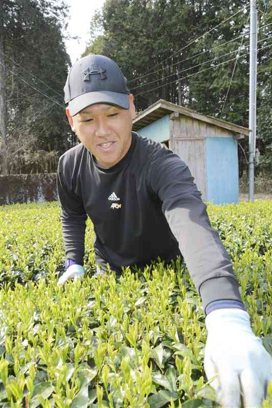 収穫を控えた茶畑の手入れをする松﨑翔舞さん＝錦町