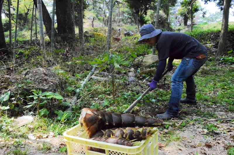 天草市新和町のキャンプ場「竜洞山みどりの村」でタケノコを収穫する移住者＝天草市