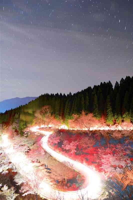 行き交う車のライトに照らし出された高森峠の千本桜＝高森町（8秒露光の60枚を比較明合成）