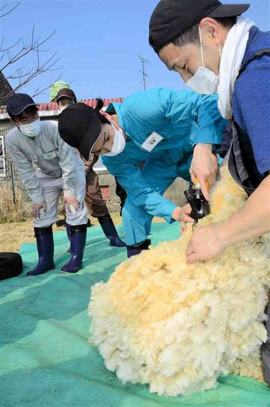 指導員（右）に教わりながらバリカンでヒツジの毛を刈り取る東海大農学部の学生＝南阿蘇村